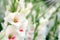 White Gladiolus flower in field. Representation to Splendid Beauty and promise.