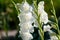 White Gladiolus flower in garden. Representation to Splendid Beauty and promise