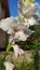 White gladiolus flower or Sword lily or Plural gladioli