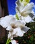 White gladiolus flower or Sword lily or Plural gladioli