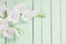 White gladiolus on green wooden background