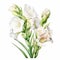 White Gladiolus Watercolor Illustration For Brochure