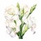 White Gladiolus Watercolor Illustrations For Brochure