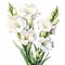 White Gladiolus Watercolor Painting: Stunning Floral Illustration For Brochure
