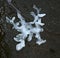 A white glazy moving plasmodium of a slime mold on black substrate