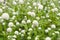 White globe amaranth or bachelor button flower in garden for background