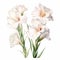 White Globe Gladiolus Watercolor Illustration For Brochure