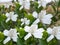 White glorious gardenia blossom