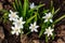 White glory-of-the-snow chionodoxa luciliae flowers