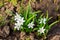 White glory-of-the-snow chionodoxa luciliae flowers