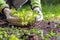 White-gloved hands lift the leaves of Hosta seedling.