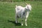 White Goat