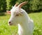 White goat against green grass