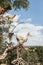 White goat on argan tree in Essaouira Morocco. Popular tourist moroccan landmark