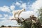 White goat on argan tree in Essaouira Morocco. Popular tourist moroccan landmark