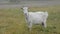 White goat on autumn grass