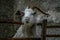 White goat on a background of a brick wall, curious goat behind a wooden fence , horns and beard animals , farm