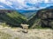 White goat on the background of the Khunzakh Valley, Khunzakh waterfalls, Dagestan 2021