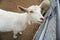 White goat in barn looking camera