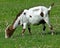 White goat with brown dots on a meadow