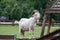 White goat Capra aegagrus hircus standing on a wooden foundation looking at her family on a field