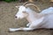 White Goat Capra Hircus Lying