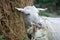 White goat chewing hay