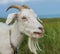 White goat chews grass in the pasture