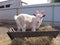 A white goat climbed into a feeder with hay on the farm animal