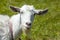 White goat closeup snout funny portrait on outdoor background