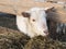 White goat eat hay in a barn. Village, country