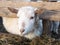 White goat eat hay in a barn. Village, country concept