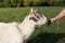 White goat eating grass from a boy& x27;s hand. Warm summer evening light. Farming concept. Close Up