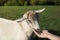 White goat eating grass from a boy& x27;s hand. Warm summer evening light. Farming concept. Close Up