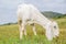 White goat eating grass on a green pasture