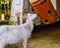 White goat eating hay out of plastic barrel, simple farm animal feeding solutions