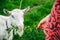 White goat eating willow. Woman is feeding domestic animals in the nature