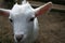 White goat face closeup