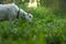 White goat on the farm in the summer . Domestic goat on the grass