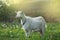 White goat on the farm in the summer . Domestic goat on the grass