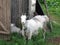 White goat in farmyard