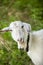 White goat on the field in a village close up.