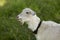 White goat on the field in a village close up.