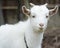 White goat friendly smile