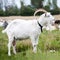 White goat full-size closeup side view