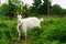 White goat in the garden eating green grass. cattle on green pasture. the animal on the leash is limited. milk goat grazing in the