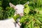 White goat in the garden eats a tree branch with green leaves