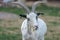 white goat - Goat - with horns photographed frontally from the front