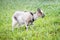 White goat graze on green fresh grass_