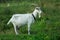 White goat grazed on a green meadow